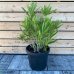 Nerium oleander, oleander biely, kont. C20L, výška: 50-70 cm (-5°C) 